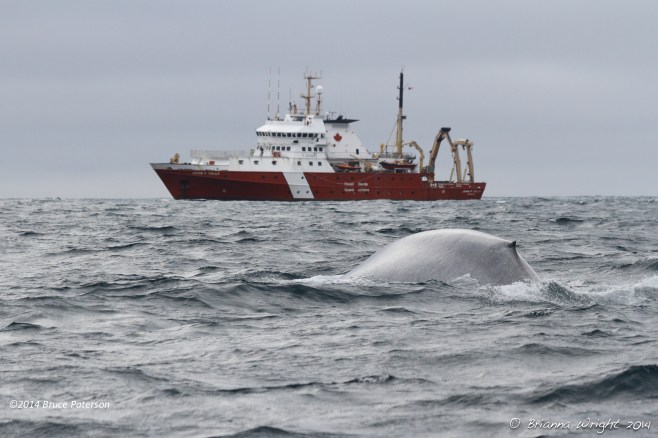 One of the 2 sightings made of endangered Blue Whales. Photo ©Brianna Wright. 