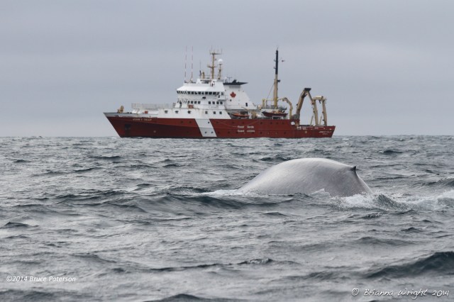 One of the 2 sightings made of endangered Blue Whales. Photo ©Brianna Wright.