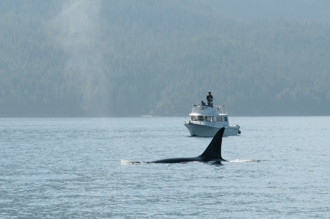 Research methodology allowed for an assessment of the fitness of 77 "Northern Resident" Killer Whales (inshore fish-eaters) and 7 "Bigg's" Killer Whales (mammal-eaters aka "Transients"). Here, mature male mammal-eating killer whale T060s is being photographed from on high. 