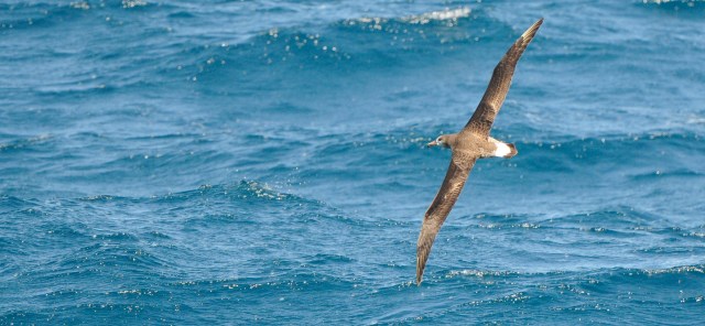 Laysan's albatros (red-listed in BC). ©Jackie Hildering