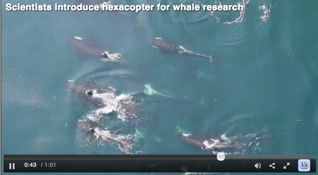 Video taken with the Olympus EPL2 camera mounted to the APH-22 marine hexacopter. Note that the whales would not hear what you are hearing in this video as the camera is 30m or more above the whales. If video does not load go to http://tinyurl.com/pjz3hpf