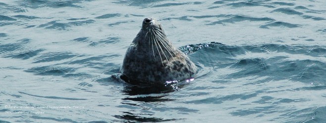 Pacific Habour Seal resting at the surface. ©Jackie Hildering