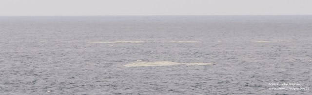 Dense concentrations of Vellela vellela. Photo ©Lisa Spaven.