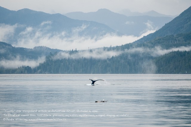 Frosty the Humpback Whale (BCX1187) in Johnstone Strait, October 11, 2014. Just outside Telegraph Cove. Blinkhorn Light in the background. ©Jackie Hildering. 