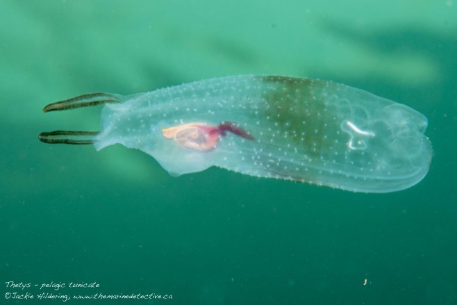 Pelagic tunicate. Salp species - Thetys, solitary phase. To 33 cm. ©2015 Jackie Hildering