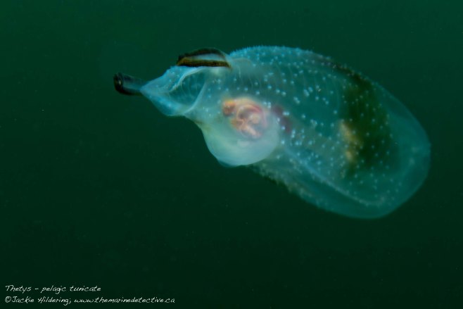 Pelagic tunicate. Salp species - Thetys, solitary phase. To 33 cm. ©2015 Jackie Hildering