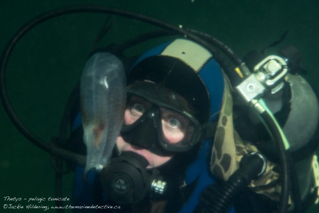 Dive buddy with Thetys. ©2015 Jackie Hildering