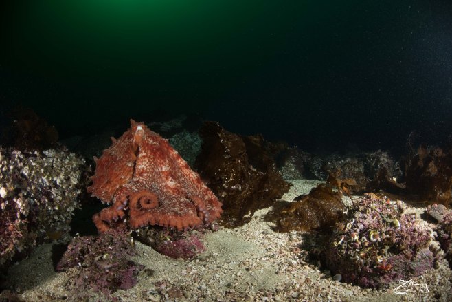 ©2015 Jackie Hildering