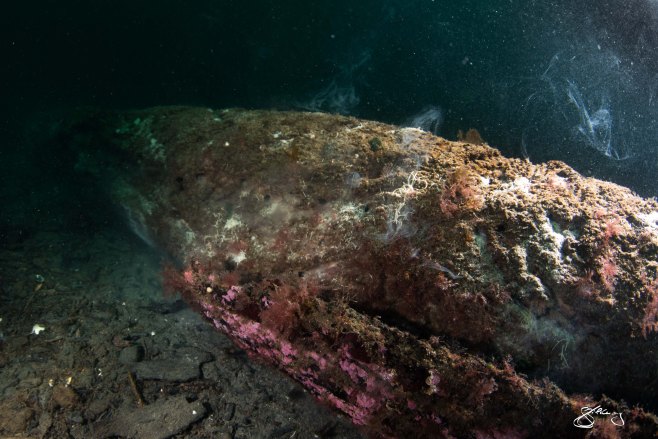 Teredo navalis spawning. March 8, 2015 ©Jackie Hildering. 