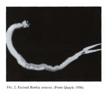 Northwest Shipworm Source: MARINE WOOD BORERS IN BRITISH COLUMBIA D. B. Quayle; 1992