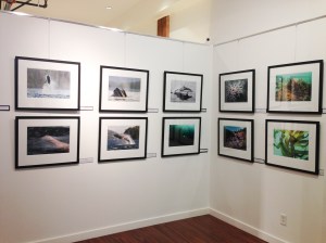 "The Marine Detective" images at Art Atelier 546 in Victoria (on 546 Yates Street). Click to enlarge. 