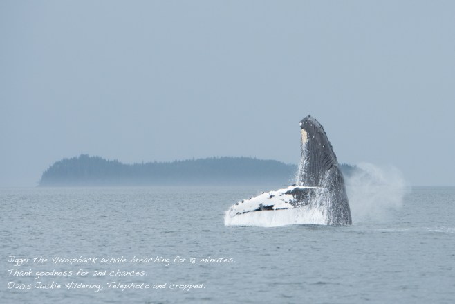 HW_2015-07-25_JH_White Cliffs-15390