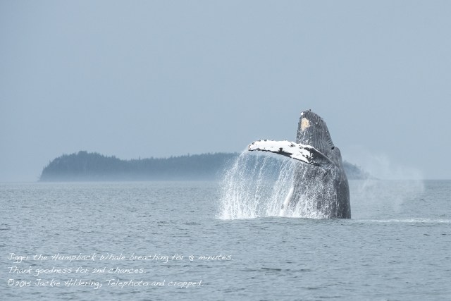 HW_2015-07-25_JH_White Cliffs-15392