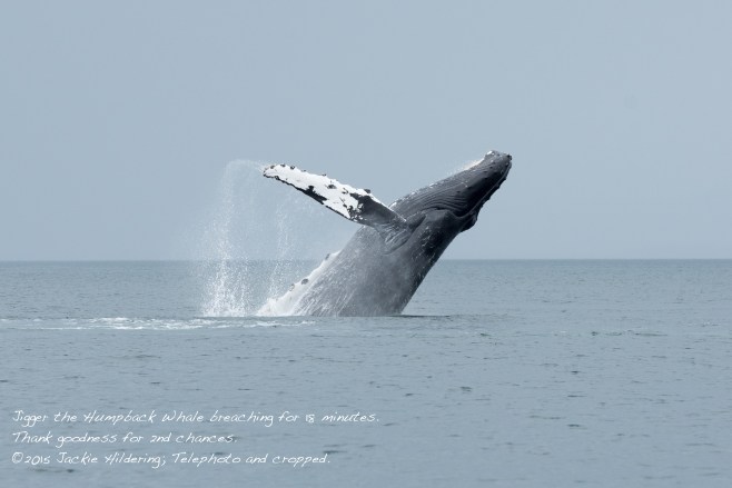 HW_2015-07-25_JH_White Cliffs-15396