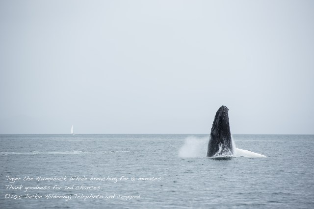 HW_2015-07-25_JH_White Cliffs-15415