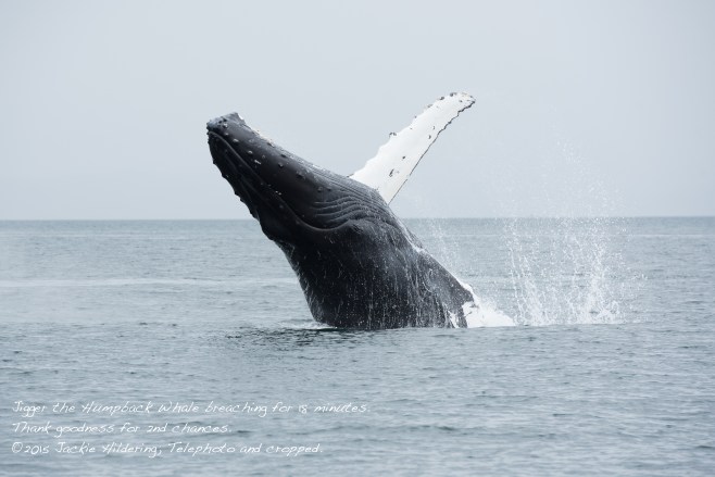 HW_2015-07-25_JH_White Cliffs-15424