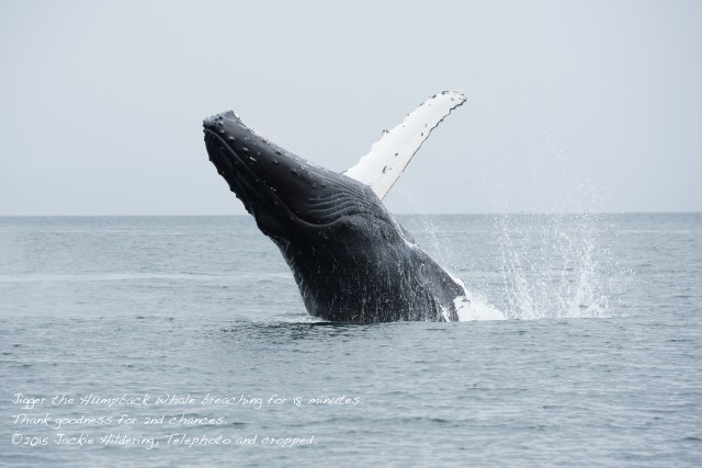 HW_2015-07-25_JH_White Cliffs-15424