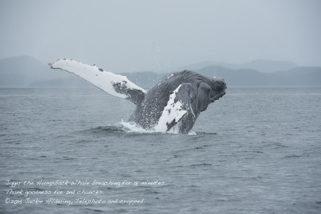 HW_2015-07-25_JH_White Cliffs-15454