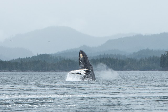 HW_2015-07-25_JH_White Cliffs-15494