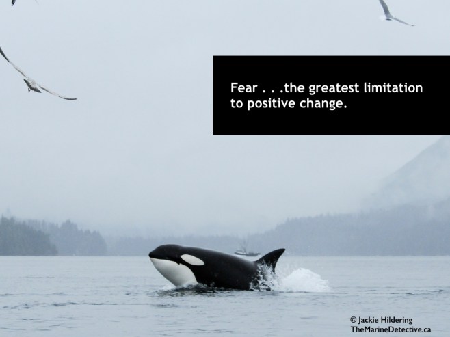 Fear . . . such a limiting factor to positive change. A lesson learned from Killer Whales - how wrong we can be but how quickly we can change when fear and misunderstanding are replaced by knowledge and connection. Yes, fear sometimes saves lives but too often: Fear masks truth. Fear chokes potential. Fear makes us automatons, marching on, ignoring the reality around us. Fear walks hand-in-hand with disempowerment, the same neurons firing, limiting the way we look at the world and ourselves. And above all, FEAR LOATHES CHANGE. Thereby, fear is such a powerful tool to be used by those who benefit from things remaining the same. #OceanVoice - thoughts about hope, our connection to the environment, and positive action for the sake of greater health and happiness. ©2015 Jackie Hildering; #OceanVoice; www.TheMarineDetective.ca