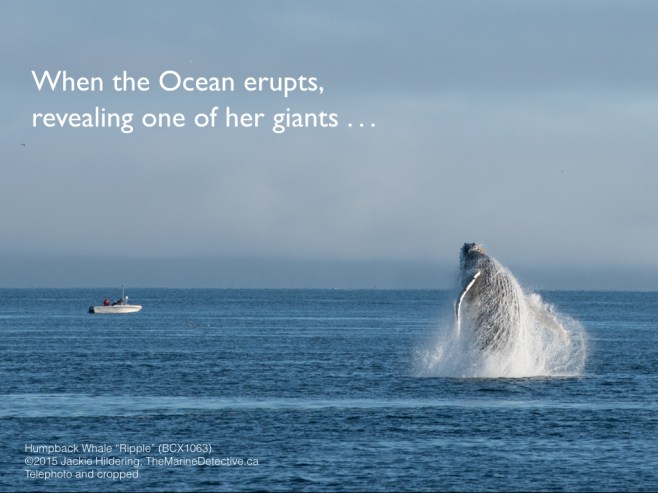When the Ocean erupts, revealing one of her giants (Ripple the female Humpback Whale breaching; BCX1063). It's an opportunity to be awash in wonder, humility, connection, and gratitude. We all depend on the Ocean and where we go from here depends upon knowing while we are so small, our value systems and daily actions have such big impacts. How we consume; how we vote; how much we recognize our great capacity for positive change and how fear of change limits this . . . it's enough to bring giants back from the brink AND increase human happiness. ©2015 Jackie Hildering; #OceanVoice; www.TheMarineDetective.ca