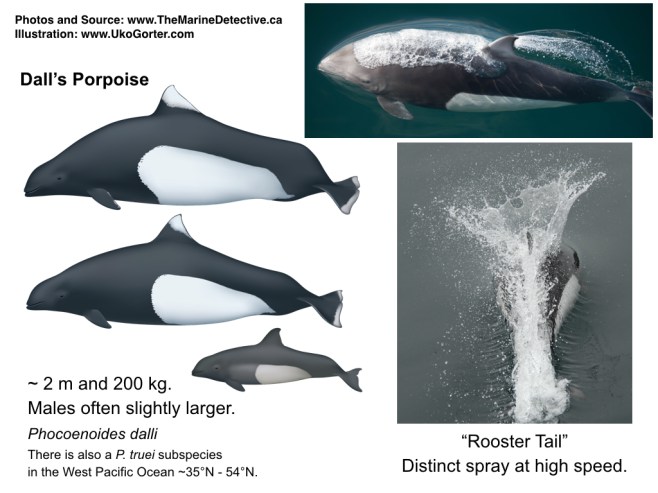 Dall's Porpoise