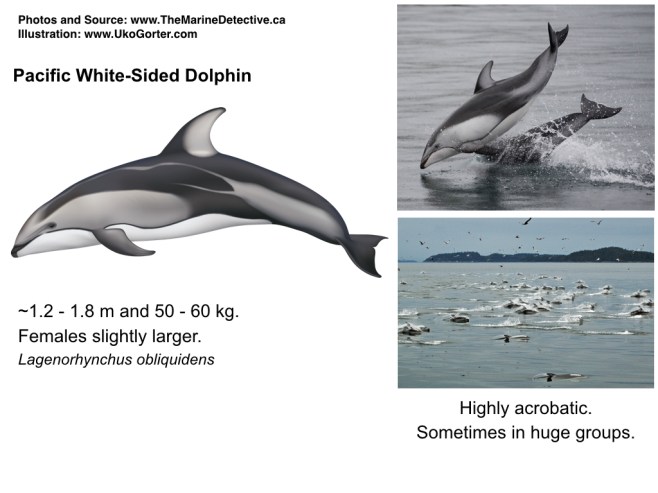 dolphins and porpoises.003