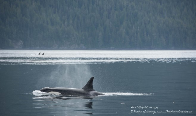 A43 "Ripple" of the A23 matriline. @2015 Jackie Hildering. 