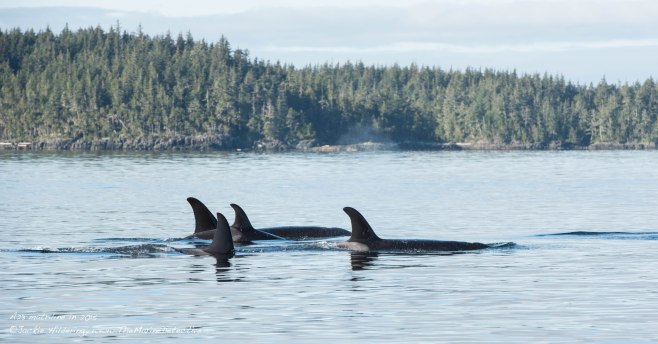 A23s on November 9th, 2015. Photo: Jackie Hildering. 