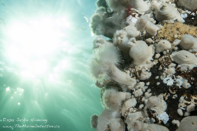 Plumose Anemones just under the surface. ©Jackie Hildering; themarinedetective.ca.