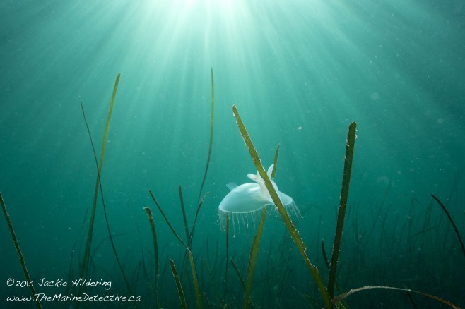 Hooded Nudibranch on Eelgrass just under the surface near the Seagate Dock, Port Hardy. @Jackie Hildering. 