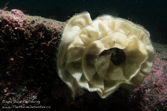 An example of the beauty among the debris - species trying to survive amongst what most often purposely/ carelessly ends up in the Ocean. Here - egg mass laid by a Pacific Sea Lemon (nudibranch) where each dot can hatch into a larval nudibranch. Next photo, the nudibranch that likely laid the egg mass beside a beer can. ©Jackie Hildering.