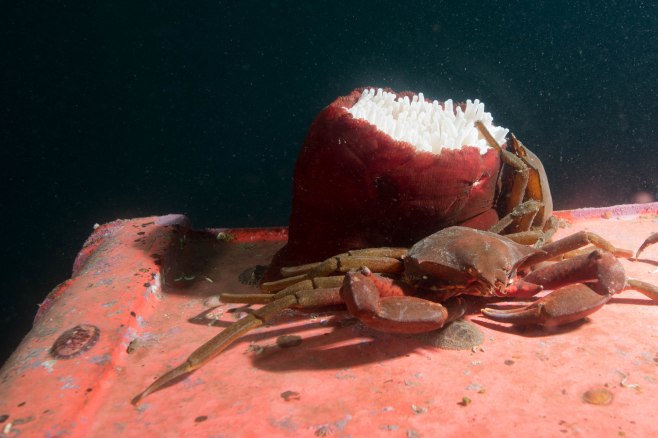 Northern Kelp Crabs and Rose Anemone atop a big chunk of plastic. ©Jackie Hildering; themarinedetective.ca.