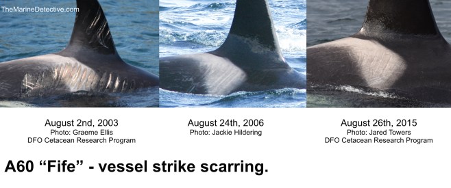 A60 vessel strike scarring