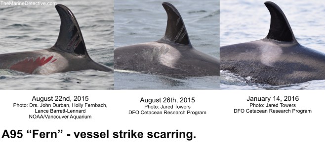 A95 vessel strike scars