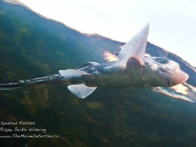 Male Spotted Ratfish near the surface. ©Jackie Hildering.