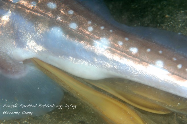 Female Spotted Ratfish egg-laying. ©Wendy Carey. 
