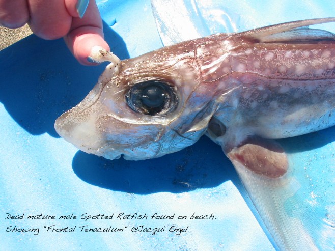 Male Spotted Ratfish found dead on beach. ©Jacqui Engel. 