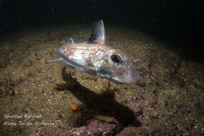 Spotted Ratfish (and a Blackeye Goby). ©2016 Jackie Hildering. 
