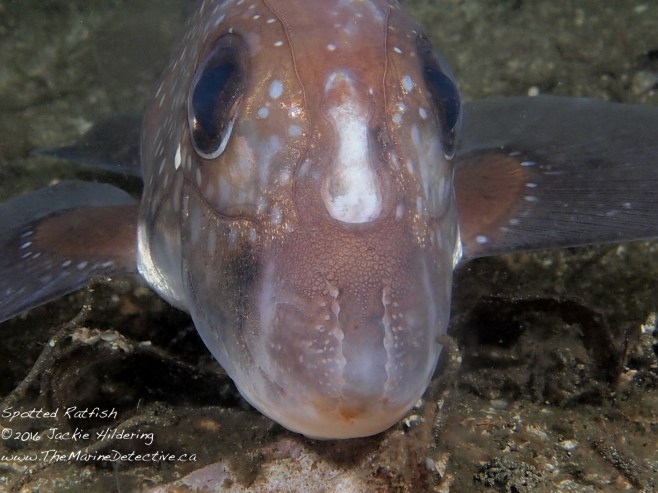 Close up on the head of a Spotted Ratfish. ©2016 Jackie Hildering.