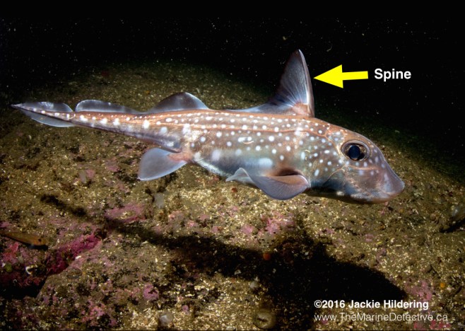 Spotted Ratfish. See the spine in front of the first dorsal fin? ©2016 Jackie Hildering. 