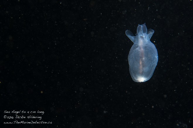 Image #1 of the Sea Angel - Cliopsis krohni to 4 cm long. Also known as a "Sea Cherub". ©2016 Jackie Hildering.
