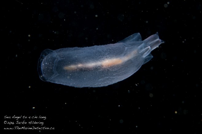 Image #3 of the Sea Angel. ©2016 Jackie Hildering.