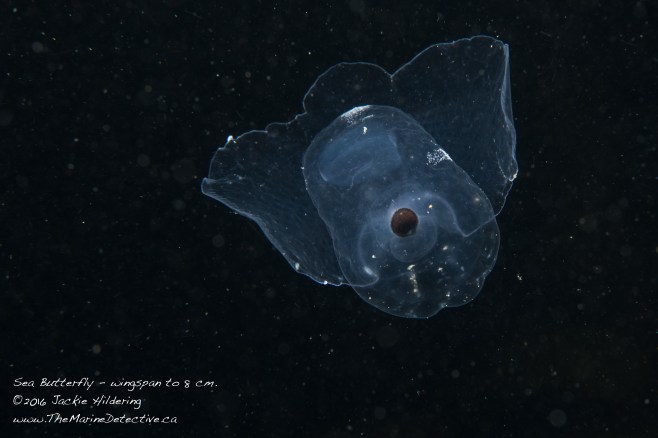 Sea Butterfly - Corolla spectabilis. Dark spot is the gut. ©2016 Jackie Hildering.