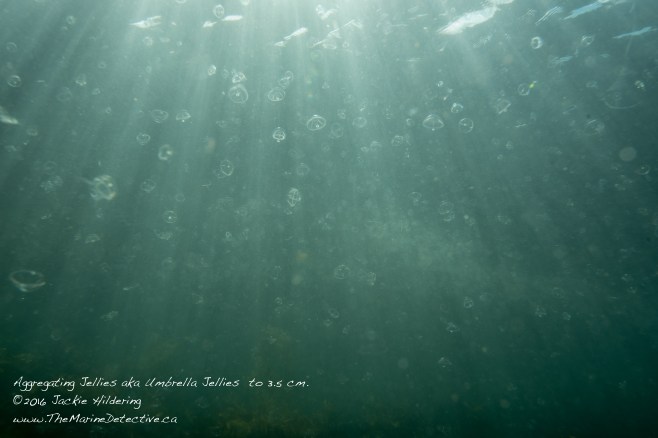 Thousands of Aggregating Jellies aka Umbrella Jellies. Eutonina indicans to 3.5 cm across. Collective noun for jellies is "smack". ©2016 Jackie Hildering.