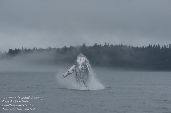 @2016 Jackie Hildering-10453