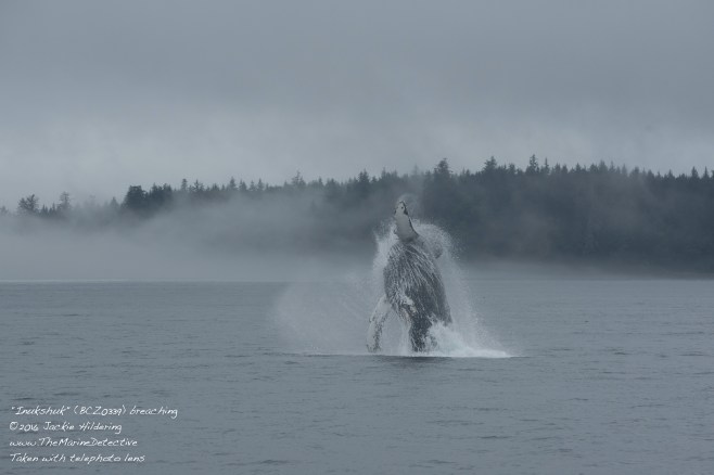 @2016 Jackie Hildering-10456