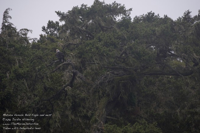 @2016 Jackie Hildering-10496