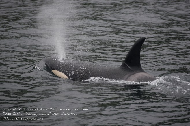 @2016 Jackie Hildering-10537