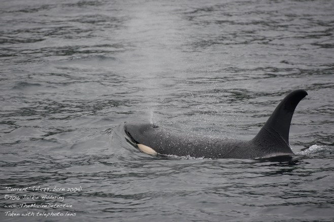 @2016 Jackie Hildering-10567